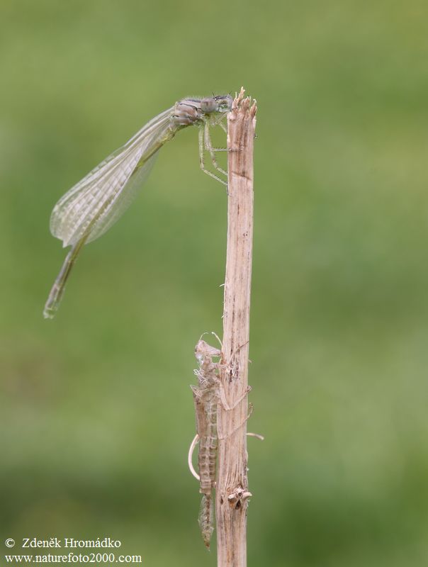 Šidélko kroužkované, Enallagma cyathigerum (Vážky, Odonata)